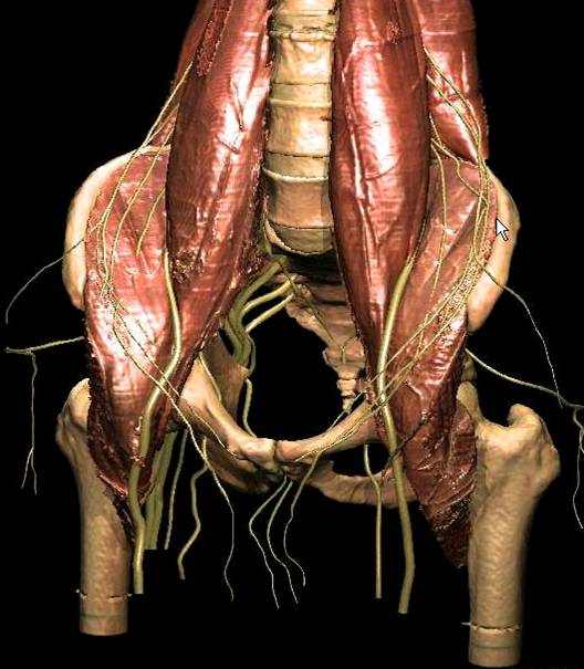 Atlas innere Organe